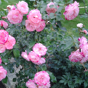 Floribunda - Roza - Rosenstadt Freising ® - Na spletni nakup vrtnice